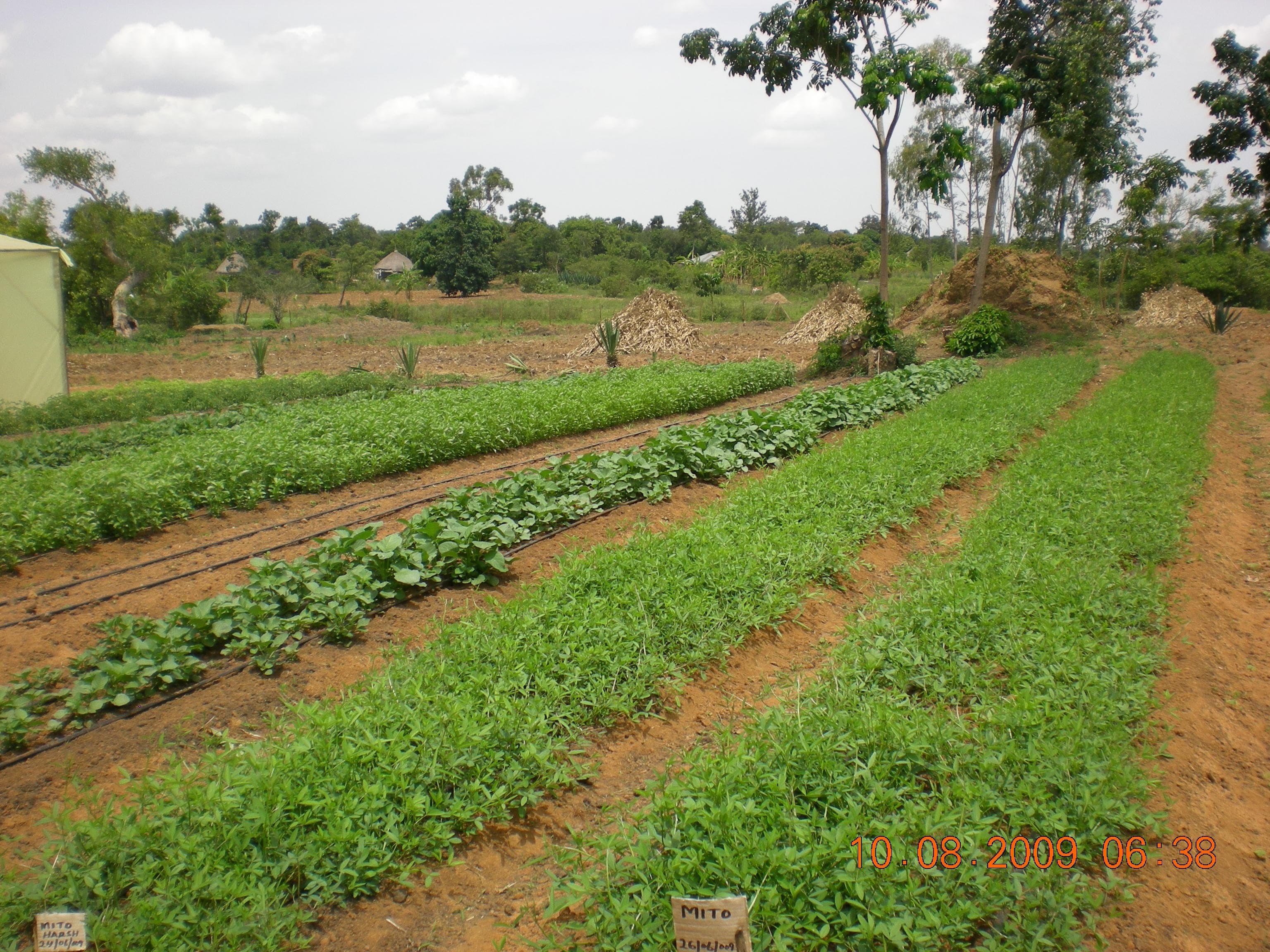 Early-era Yogo Farm, raised beds with drip irrigation