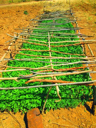 Raised bed of green seedlings under a wood-stick lattice shade