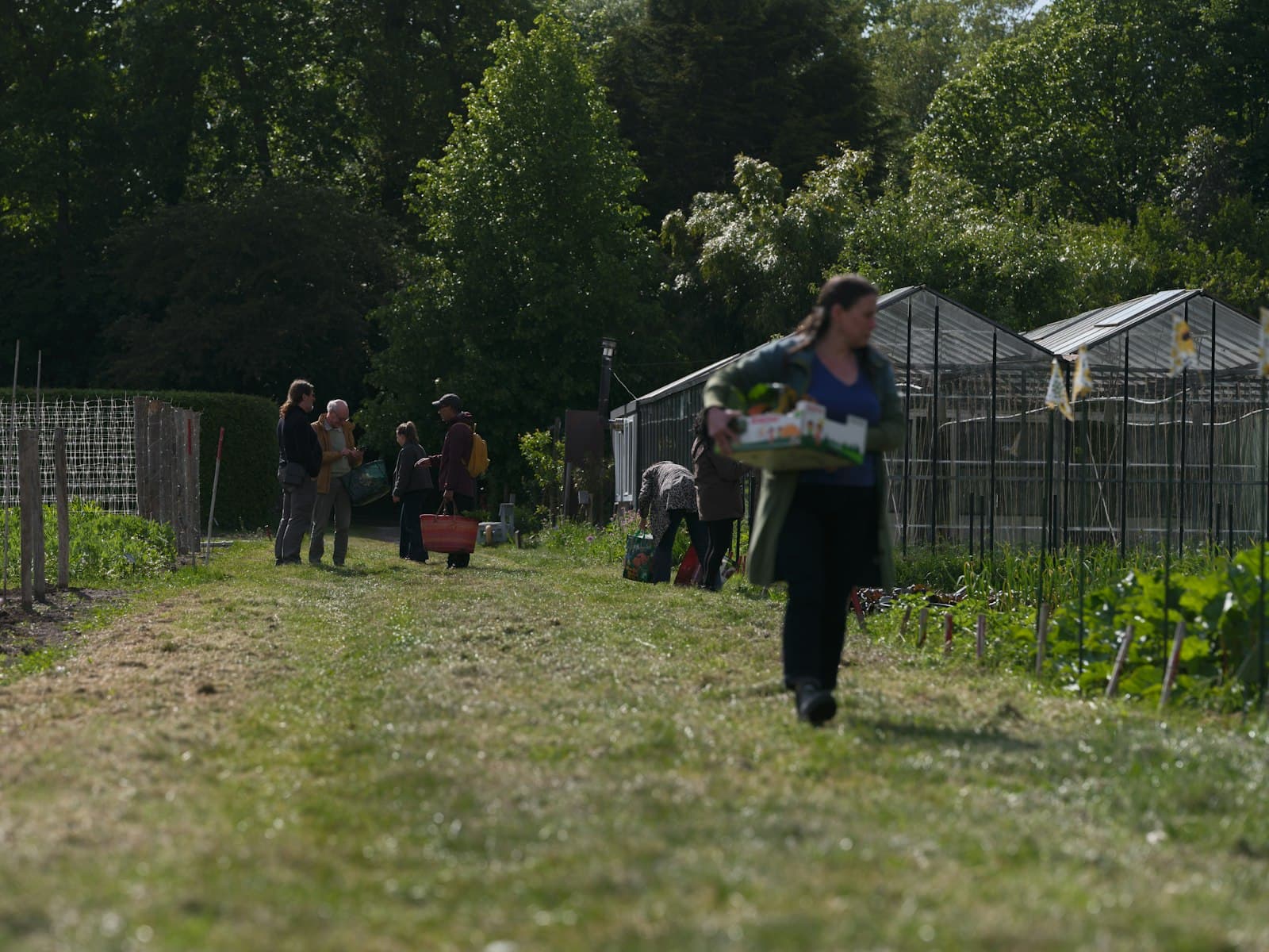 A community allotment garden with greenhouses, raised beds, and people harvesting